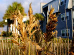 Sea oats in front of A Place At The Beach.