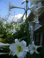 Our lilies filled the air with sweet fragrance for a week.