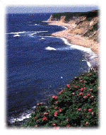 Sea and Rambling Roses