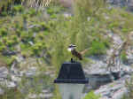 Kiskadee - Pitangus sulphuratus