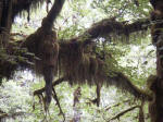 These "guests" draping from limbs derive support  not sustenance  from their host tree. Air plants or epiphytes instead absorb all they need from the air. Maple branches send adventitious roots into moisture-laden clumps of the true mosses and clubmosses to tap water and nutrients.
