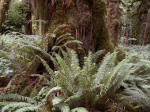 A crown of ferns at the base of a tree helps protect it from strangling climbing vines. The word "leaf" refers to the entire frond on the fern.