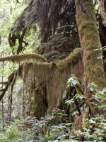 Close-up of moss in photo on left. In the Quinault Valley, mapleswith clubmoss draperiesmingle with spruce and alder trees, more than in most rain forest communities.