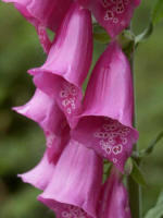 Close-up of foxglove, Digitalis purpurea, June 25, 2007. William Withering pioneered digitalis, a clinical use for the common foxglove, native to most of Europe, and now naturalized in pastures along the Pacific Northwest.