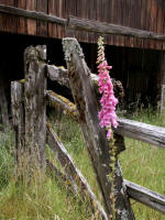 Foxglove grows at the historic Kestner homestead and barn in the glacial carved Quinault Valley. Anton Kestner, arriving in 1889, lived with his family on the North Shore, claimed the land, and homesteaded here for many years.