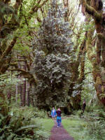 Mother & Anita trek the trail toward a young Sitka spruce (named for tribal citizens and town of Sitka, Alaska), by far the largest species of spruce, and 3rd tallest conifer species on earth (after the Coast Redwood and Coast Douglas-fir).