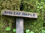 The moss-crested wooden sign identifying an indeed very big leaf maple tree, the biggest of all maples, having 5-12" leaves with 5 lobes, and often hosting lichen, clubmosses, ferns, and true mosses on their expansive branches.