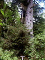Sitka spruce, growing only along the Northwestern coast of the USA and Canada, with highest strength-to-weight ratio of any lumber.