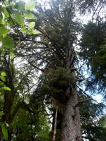 Canopy of the Sitka spruce identified in photo on the left. Identifying features:  2-3" papery cones; thin, scaly bark; and stiff, sharp, dark glaucous blue-green needles.