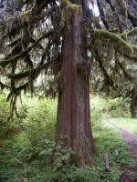 The impressive base of a gigantic Western Red-cedar, an evergreen coniferous tree in the cypress family, not cedar, has stringy bark too acidic to encourage lichen, fungi, or moss growth; it may well live more than 1000 years.