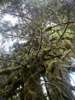 The canopy of this same towering Western Red-cedar, with small and scaly leaves on branches often hanging like fronds, bearing tiny cones about a half inch long.