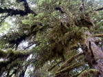 Canopy of the western hemlock in the photo on the right, with feathery foliage bearing cones about an inch long. A young tree can be easily identified by its drooping top.