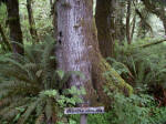 Mature western hemlock, Washington's state tree, is a common understory tree.