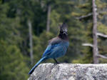 Steller's Jay, Cyanocitta stelleri, is a fairly common bird, with striking deep blue & black plumage, and a long crest.