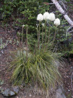 6/28-Bear- or squaw-grass (Xerophyllum tenax), lily family, looks like grass, & is often dominant on open alpine slopes.