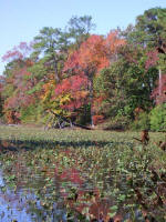 The city of Norfolk provided 75 acres of high, wooded ground & another 75 acres155 acres of peninsula on the Little Creek Reservoirto establish a city garden.