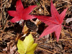 Autumn leaf litter with vibrant red and yellow colors: deciduous sweet gum and maple leaves surround a cypress tree cone resting on fallen forest foliage.