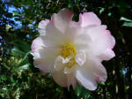 Small-leaved, fall-flowering Camellia sasanquas are early bloomers. Big-leaved, winter-blooming Camellia japonicas steal the spotlight in January.