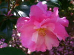 The International Camellia Society named the Camellia collection a Garden of Excellence in 2001, one of only 11 gardens with this designation in the world.