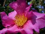 Camellia japonica and Camellia sasanqua are among the Garden's featured November/December blooms.