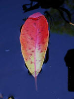 Crepe myrtle leaf color floats in a Sunken Garden pool.