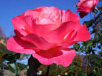 Impressive 3.5 acre rose garden produces peak bloom May and October: 3,000 rose bushes of 430 varieties, one of the largest collections on the East Coast.