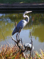 "Great Blue Herons", a public commission wildlife sculpture by William Turner and David Turner.