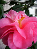 Camellia blossom at the zoo entrance, a bright spot of color in stark contrast to dreary, rainy weather outside.