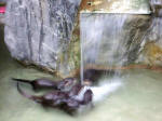 Three otters face another otter, behind the waterfall, at the entrance (we also enjoyed seeing their babies).