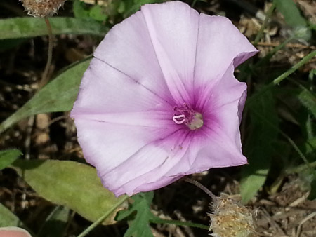 Wildflower: morning glory in the afternoon blooming at the Forum in the Sant Martí district