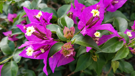 Beautiful budding bougainvillea