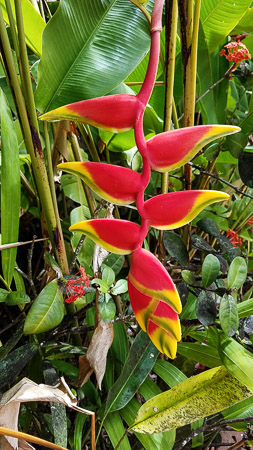 Fascinating Flowering Plant