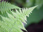 Ferns