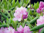 Bumblebee Heads for Flower Cluster 