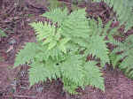 Ferns