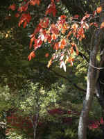 On the Dragonfly Pond Trail