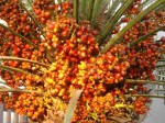 palm tree fruit