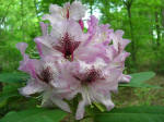 Blooming rhododendron.