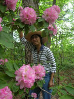 Thu loves blooming rhododendrons.