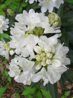 Blooming rhododendron.