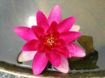 Water Lily