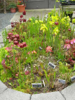 Bog Garden with carnivorous plants.