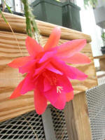 Pink cactus blossom.