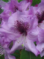 Blooming rhododendron.