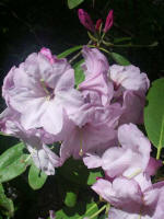 Blooming rhododendron.