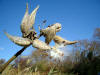 Milkweed pod bursting at Ghiloni Recreation Area