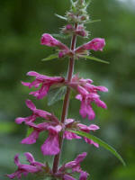 A coastal hedgenettle (Stachys chamissonis Benth.), Lamiaceae (Mint Family), an herb native to the U.S.A.