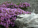 Valleys scoured with lahars sprout carpets of wildflowers; plants & animals re-colonize the recovering volcanic slopes where forests had flourished in the rich volcanic soil.