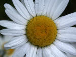 Oxeye daisy, Chrysanthemum leucanthemum, a common introduced invasive (noxious) weed, is a perennial member of the Asteraceae family, the same family as sunflower.