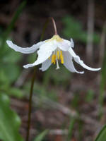 Avalanche Lily (Erythronium montanum)white petals and yellow centersgrows in masses in subalpine meadows & open woods, one of over 893 species, subspecies and varieties of plants identified in Mount Rainier National Park.